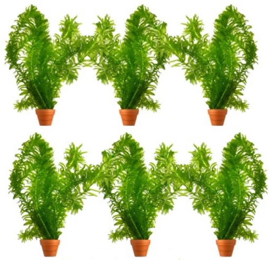 Waterpest Plantjes - Elodea Densa - 6 bosjes - Hoogte 20 cm - Zuurstofplant  voor... | bol.com