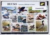 Afbeelding van het spelletje Eenden – Luxe postzegel pakket (A6 formaat) : collectie van 100 verschillende postzegels van eenden – kan als ansichtkaart in een A6 envelop - authentiek cadeau - kado tip - geschenk - kaart - eend - woerd - watervogel - kwaken - duck