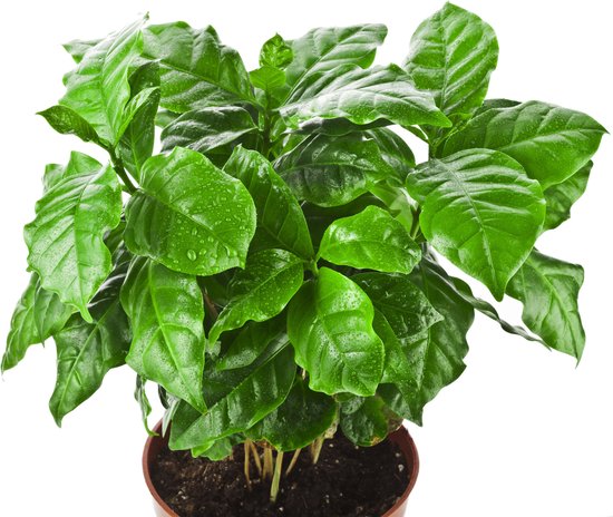 Een groene koffieplant met glanzende bladeren bedekt met waterdruppels.