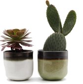 Ikhebeencactus cactus en vetplanten mix in 8,5cm Daan en Fleur sierpotten