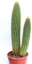 Ikhebeencactus Espostoa Guentheri zuilcactus in 17cm pot