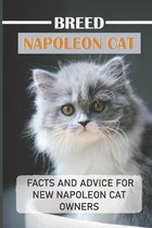 Breed Napoleon Cat: Facts And Advice For New Napoleon Cat Owners