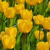 KH Bloembollen - 25 tulpenbollen Jan Seignette - Kleur rood geel