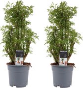 Polyscias Hawaiiana 'Aralia' 2 stuks - Hoogte: ↑ 50 cm - Diameter pot: Ø 17 cm - Merk: Decorum