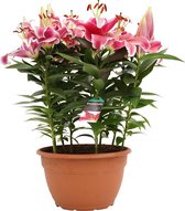 Potlelie roze LARGE - Lilium - Hoogte: ↑ 40 cm - Zon - Waterbehoefte: gemiddeld - diameter pot: 25 cm Lilium
