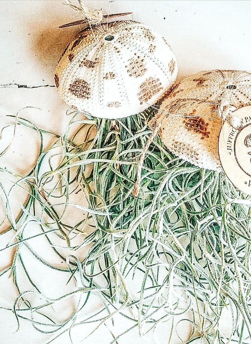 Airplant - Luchtplant -Tillandsia Usneoides - Zeeëgel Panterprint - Jellyfish - Hangend - Cadeau
