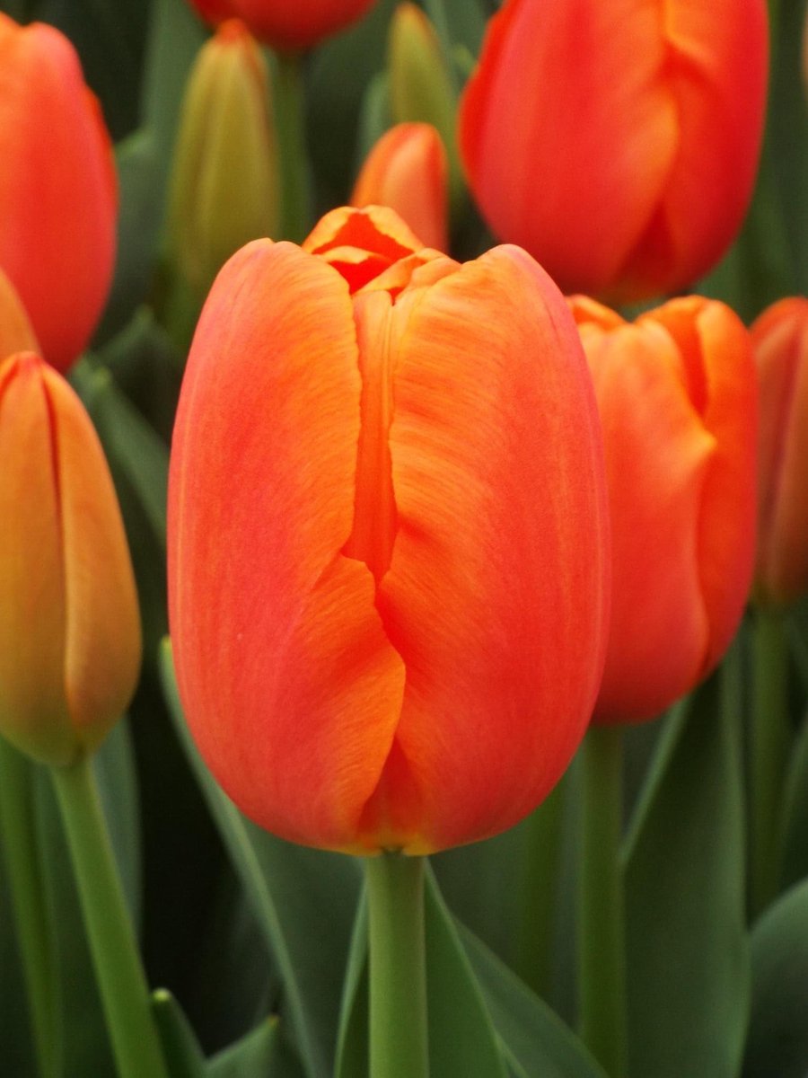 Tulp Orange Juice | 10 stuks | Tulpenbollen