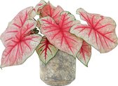 XL Caladium Fiesta met pot Saar Earth ↕50cm - Kamerplant