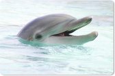 Muismat Dolfijn - Close-up van een dolfijn in het water muismat rubber - 27x18 cm - Muismat met foto