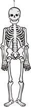 Skelet, wit, H: 120 cm, 300 gr, 1 stuk