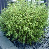 8 x Fargesia Rufa - Bamboe in C2 liter pot met hoogte 20-40cm