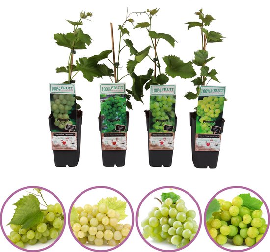 Bol Com Witte Druiven Fruitplanten Mix Set Van 4 Verschillende Witte Druiven Hoogte 50 60