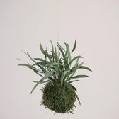 Onderhoudsvrije Kokedama - moskleur: Moss Green - afm. 9 cm - eucalyptus