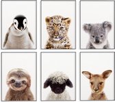 Posters Baby Dieren - Papier - Multicolor - 6 Stuks - 20x30cm