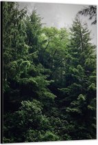 Dibond –Bomen in het Bos– 30x40cm Foto op Aluminium (Wanddecoratie van metaal)