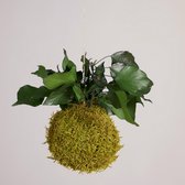 Onderhoudsvrije Kokedama - moskleur: Spring Green - afm. 13 cm - klimop