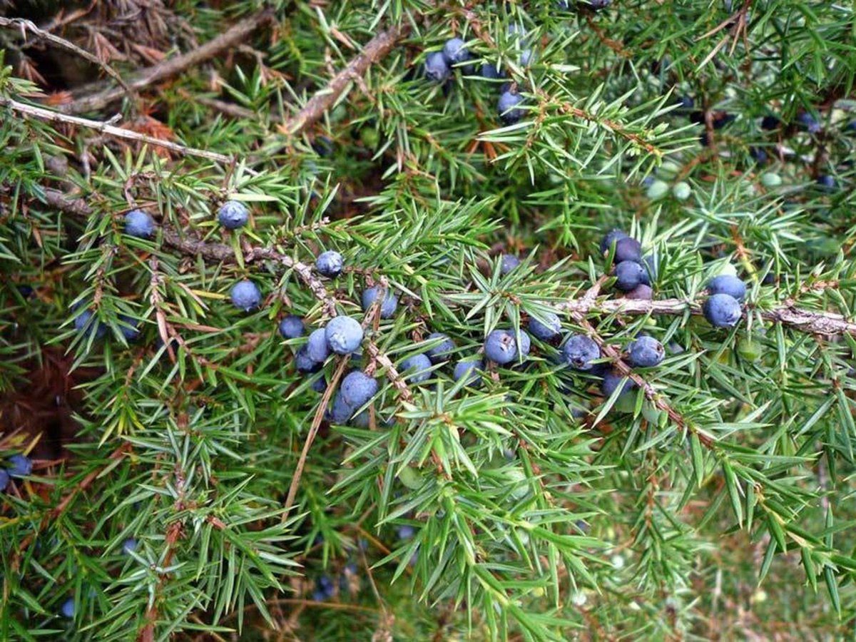 Healing - Jeneverbes 10 ml - etherische olie | bol.com