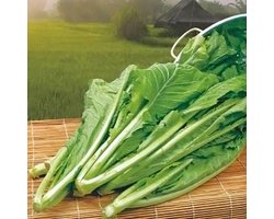 Amsoi zaden - Groene Amsoi