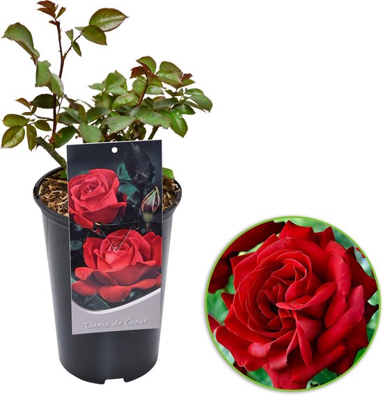 Rosa 'Dame de Coeur' - Rose à grandes fleurs en pot - Rouge - ↑ 35-40cm - Ø  17cm | bol.com