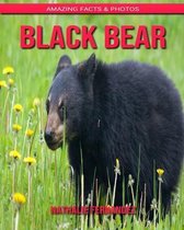 Black Bear