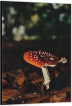 Dibond –Paddenstoel met Herfstbladeren– 30x40cm Foto op Aluminium (Met Ophangsysteem)