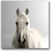 MN Collections - Schilderij - Animal Photography. - Zwart, Wit En Grijs - 50 X 50 Cm