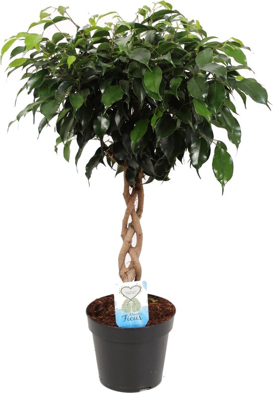 Ficus benjamina avec le tronc tressé - Plantes d'intérieur de  Plentygreen.nl | bol.com