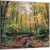 Dibond –Bos met Hoge Bomen– 100x100 Foto op Aluminium (Wanddecoratie van metaal)