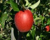 Malus domestica 'Jonagold' appelboom, 3 liter pot