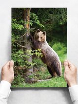 Wandbord: Bruine beer tegen een boom in het bos - 30 x 42 cm