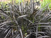 6 x Ophiopogon planiscapus 'Niger' - Slangebaard - P9 Pot (9 x 9cm) - Dima Vaste Planten