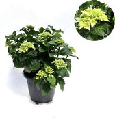 Hortensia wit - 15-20 cm hoog - Ø17cm - 1 plant