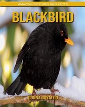 Blackbird