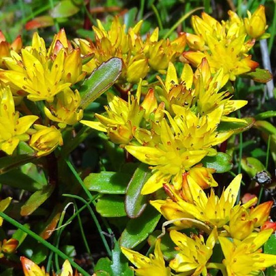 8x winterharde bodembedekkers 13 6 x Sedum Kamtschaticum - Gele bloemen