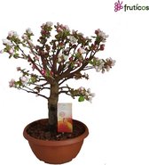 Bonsai Appelboom - Malus
