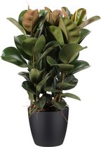 Kamerplant van Botanicly – Rubberboom incl. sierpot zwart als set – Hoogte: 90 cm – Ficus elastica