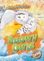 Snowy Owls