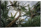 Dibond –Palmbomen met Blauwe Lucht– 150x100 Foto op Aluminium (Wanddecoratie van metaal)