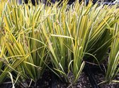 6 x Acorus gramineus 'Ogon' - Dwergkalmoes - P9 Pot (9 x 9cm) - Dima Vaste Planten