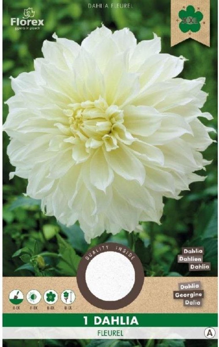 Dahlia Decoratief Wit Fleurel - 1 Bol -
