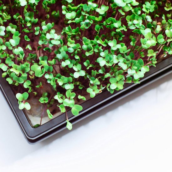 Bol Com 2x Zaaitray 100gr Tuinkers Zaden Kweektray Kiembakje Zaden Moestuin Binnentuin