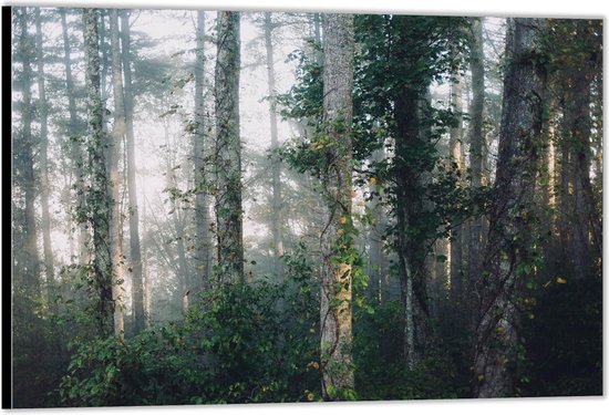 Dibond –Bomen met Bladeren in het Bos – 40x30 Foto op Aluminium (Wanddecoratie van metaal)