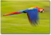 MN Collections - Schilderij - Animal Photography. - Groen, Blauw, Geel En Rood - 105 X 70 Cm