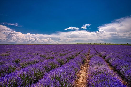 mini lavendel geurzakjes - 11 stuks - mini - 3 gram per zakje - koningsblauw - biologisch uit de Provence - anti insecten - anti motten - lavendelzakjes - 10 PLUS 1  EXTRA BONUS ZAKJE GRATIS - Vandiencashmere