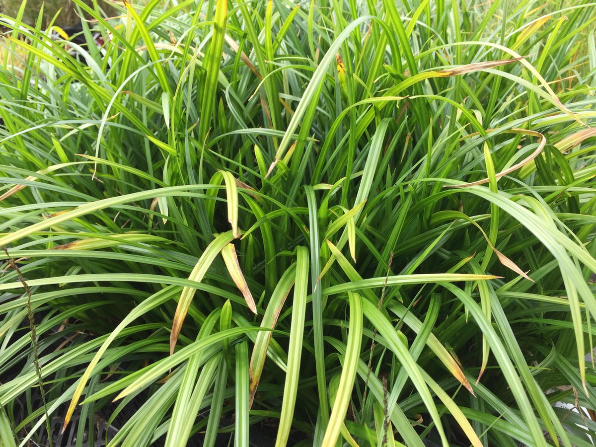 Carex Morrowii Irish Green