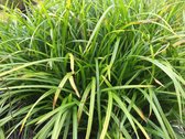6 x Carex morrowii 'Irish Green' - Zegge - P9 Pot (9 x 9cm) - Dima Vaste Planten