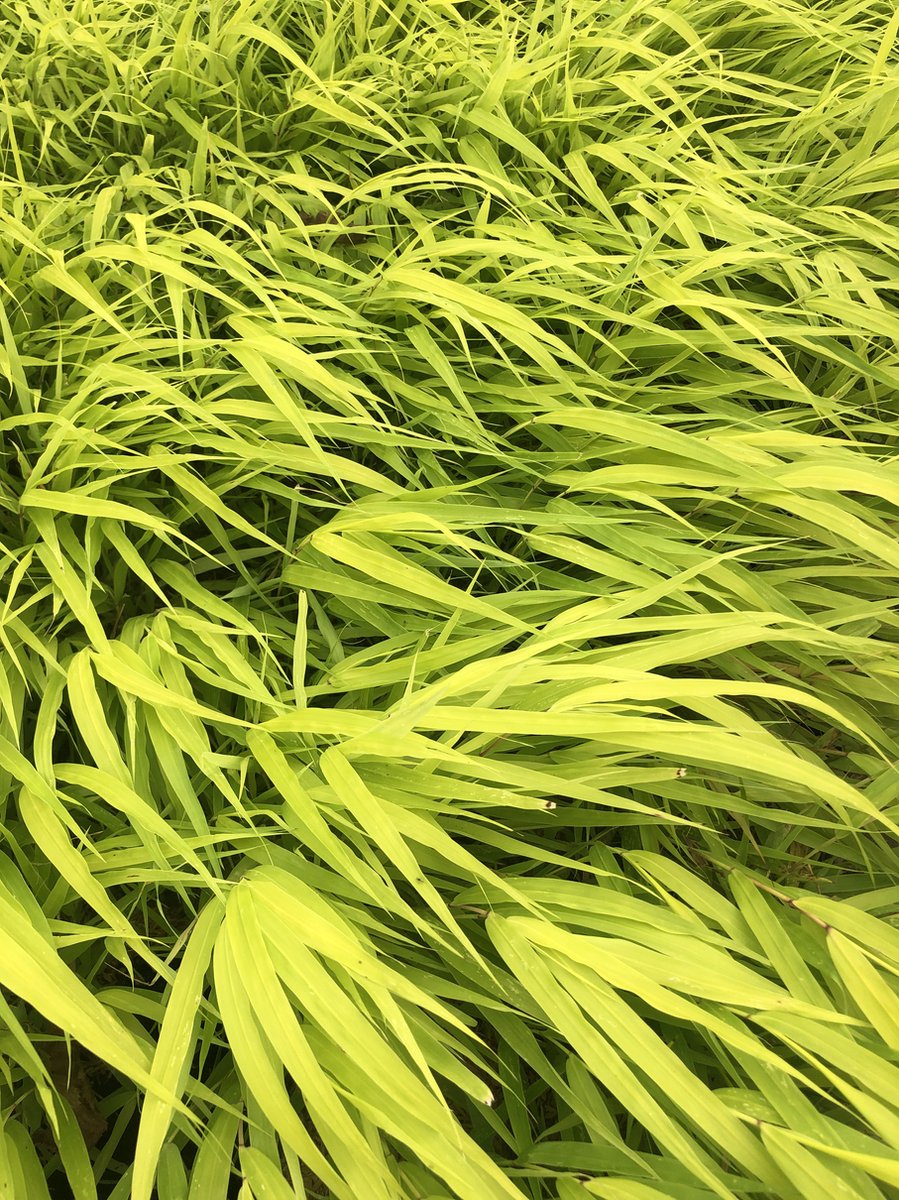 6 x Hakonechloa macra 'All Gold' - Japans berggras - in pot 9x9 cm
