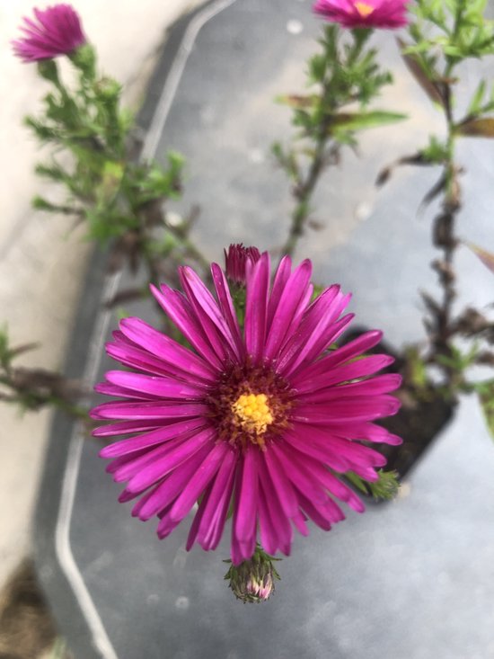 Foto: 6 x aster dumosus jenny herfstaster pot 9x9cm