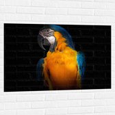 WallClassics - Muursticker - Blauw Gele Ara Papegaai - 105x70 cm Foto op Muursticker