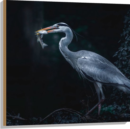 WallClassics - Hout - Blauwe Reiger heeft een Vis Gevangen - 80x80 cm - 12 mm dik - Foto op Hout (Met Ophangsysteem)